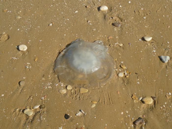 есть ли медузы в тунисе
