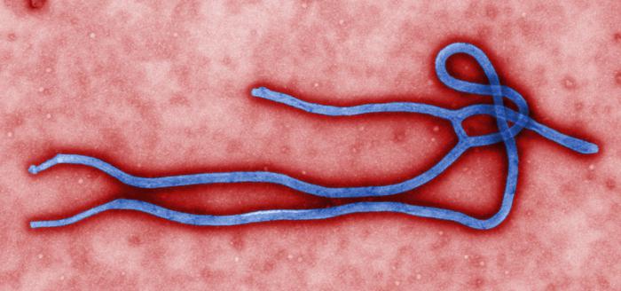 Профилактика лихорадки эбола