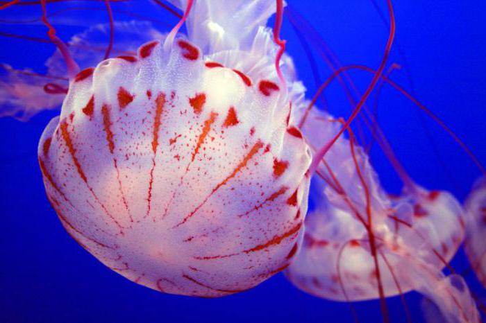 опасные медузы