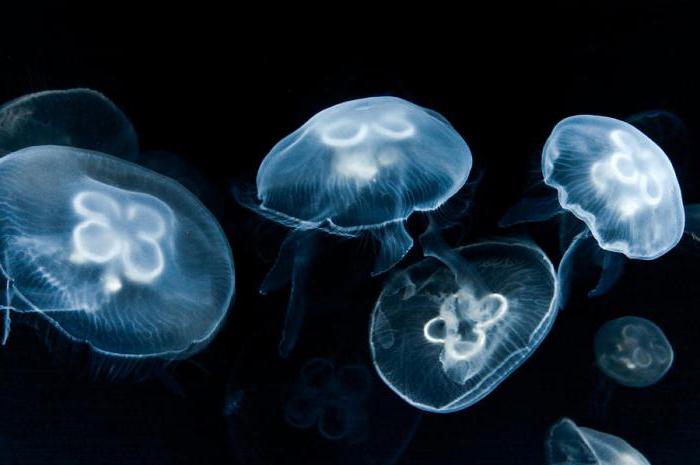 светящиеся медузы