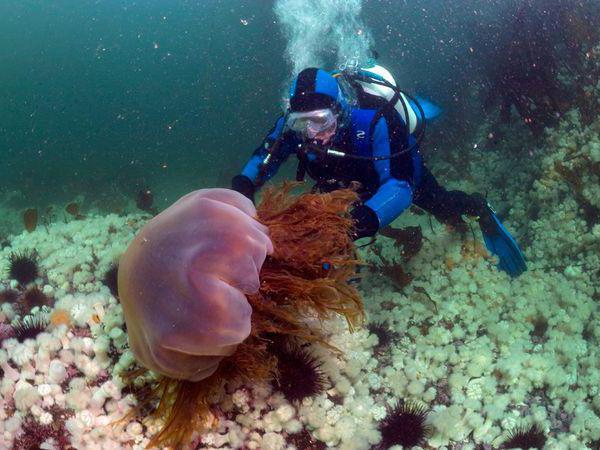 чем питаются медузы