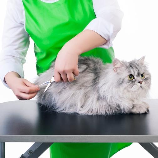 Cat grooming at home