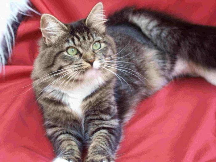 photo of a siberian cat