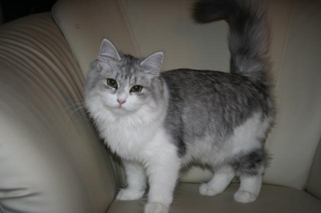 Siberian cat