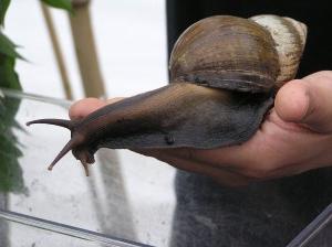 how many teeth does a snail have