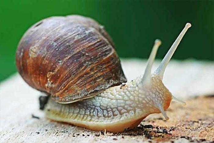 how many snails have teeth