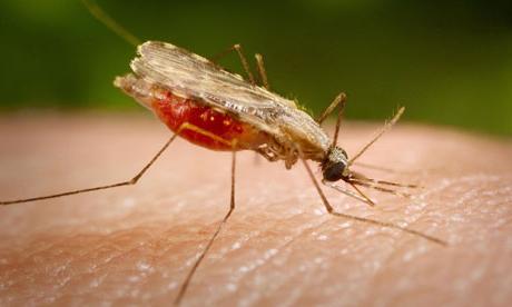 малярийный комар большой