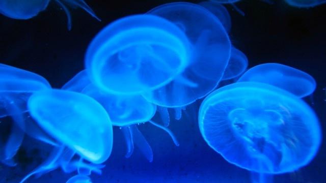 медузы в черном море фото