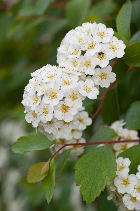 spirea wangutta photo