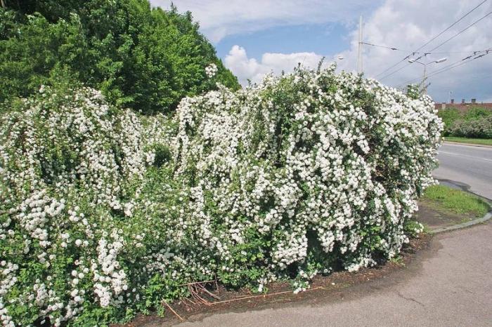 spirea shrub