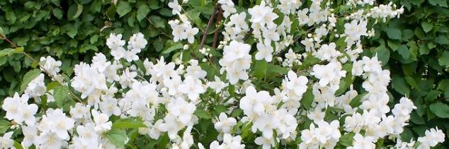 jasmine garden mock