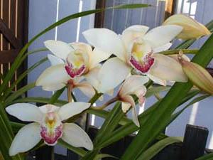 орхидея цимбидиум фото