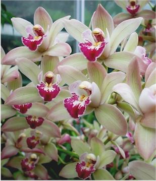 орхидеи цимбидиум