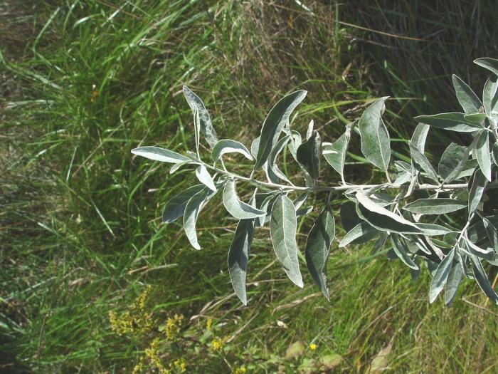Куст с серебристыми листьями фото и названия