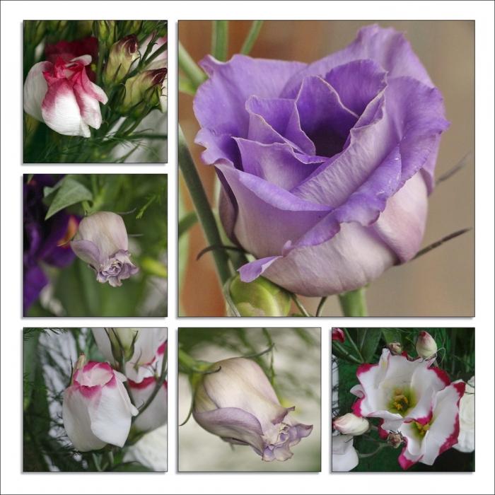 eustoma at home