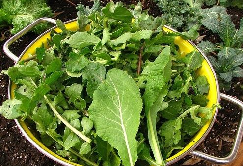 rucola salad growing