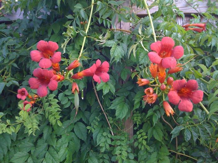 Цветущие вьющиеся растения для сада многолетние фото и названия