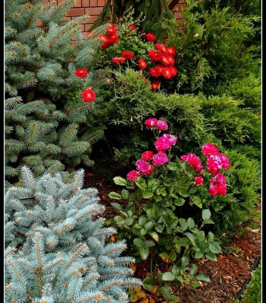 planting conifers in the country