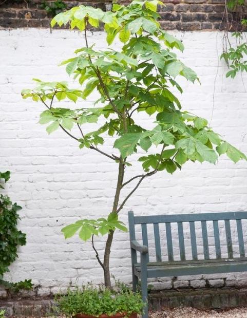 chestnut tree planting