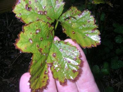 Raspberry Disease Photo