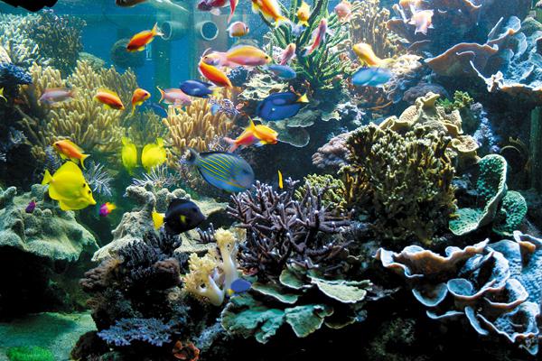 Экосистема аквариума