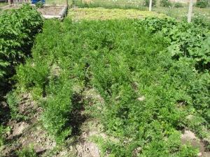 carrot seeds