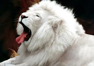 white lion animal