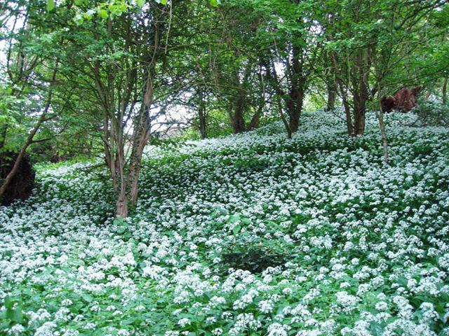 wild garlic glade photo