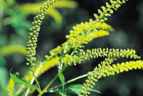 ragweed plant