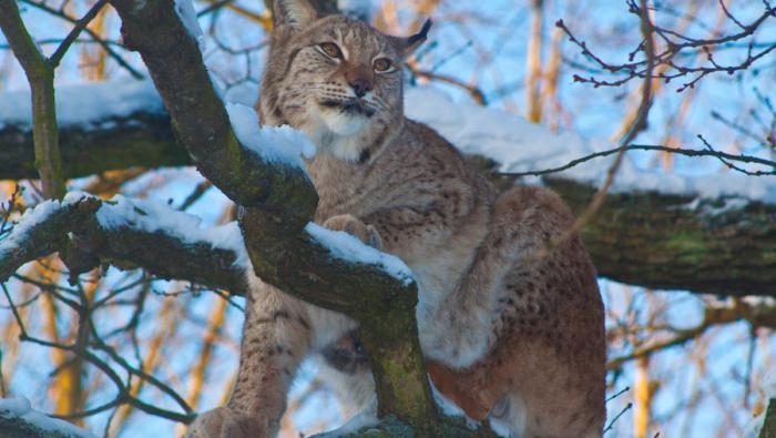 Lynx ordinary photo