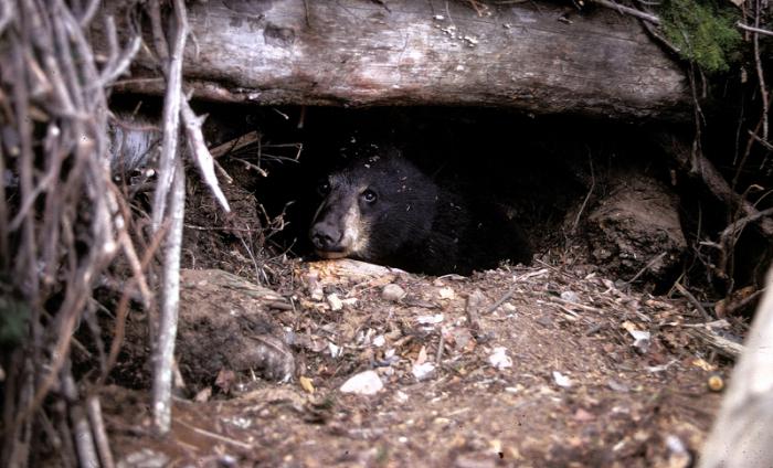 bear in nature