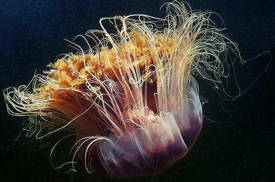 jellyfish arctic cyaney