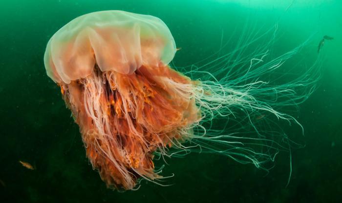 giant jellyfish