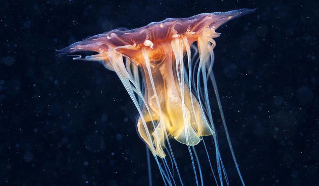 jellyfish cyan