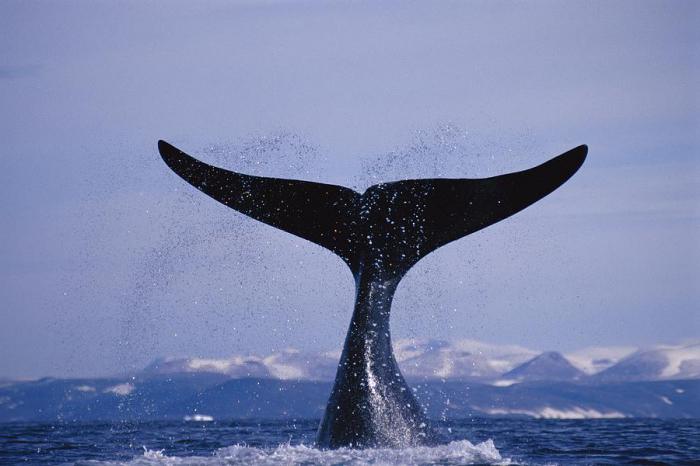 крупный кит из семейства гладких