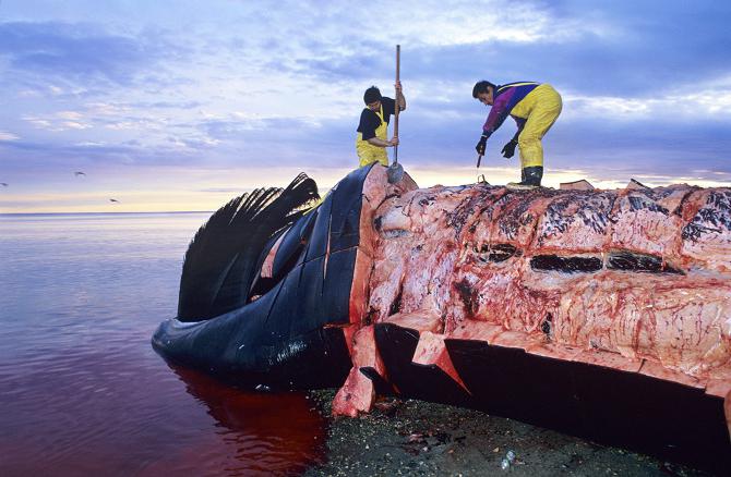 гладкие киты на грани исчезновения