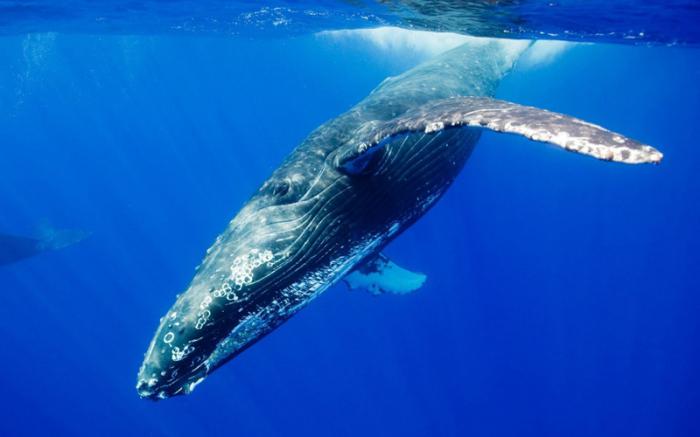 крупный кит черно белой окраски