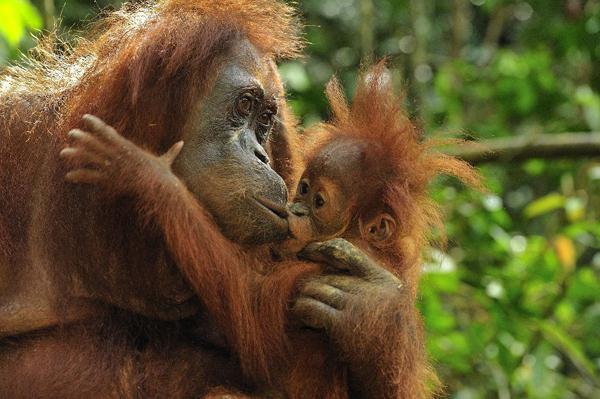 Sumatran orangutan strength