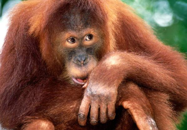 Sumatran orangutan