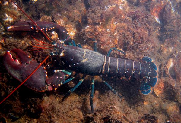 lobster marine crayfish