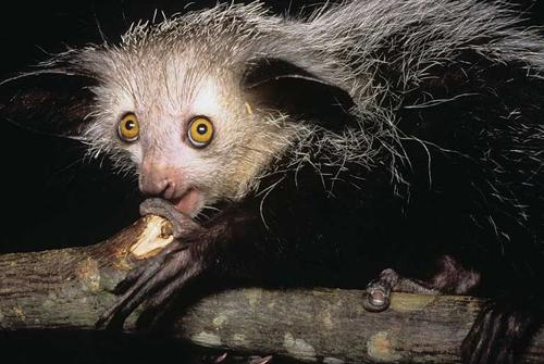 Мадагаскарская руконожка фото