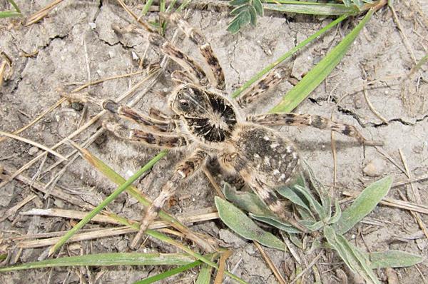 10 most poisonous animals