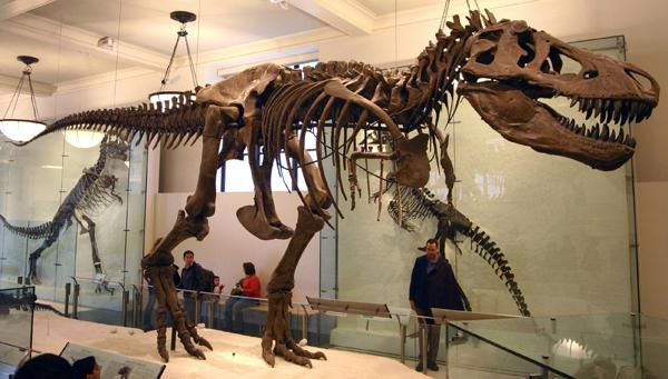 скелеты динозавров музей