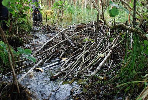 beaver dam photo