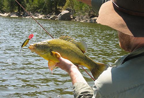 predatory lake fish