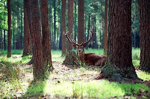 Bialowieza Forest animals