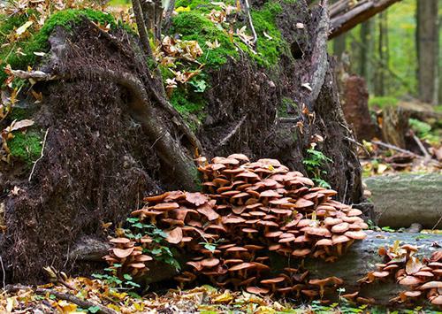 reserve Bialowieza Forest