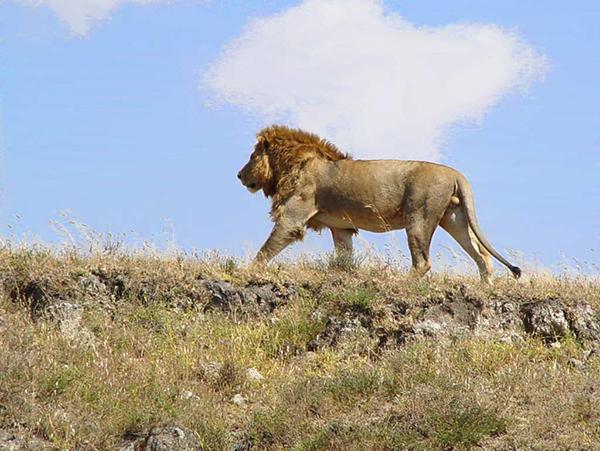 африканские животные львы