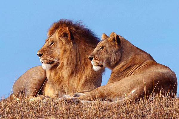 african lions circus