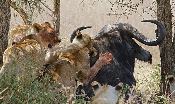 охота на африканских львов